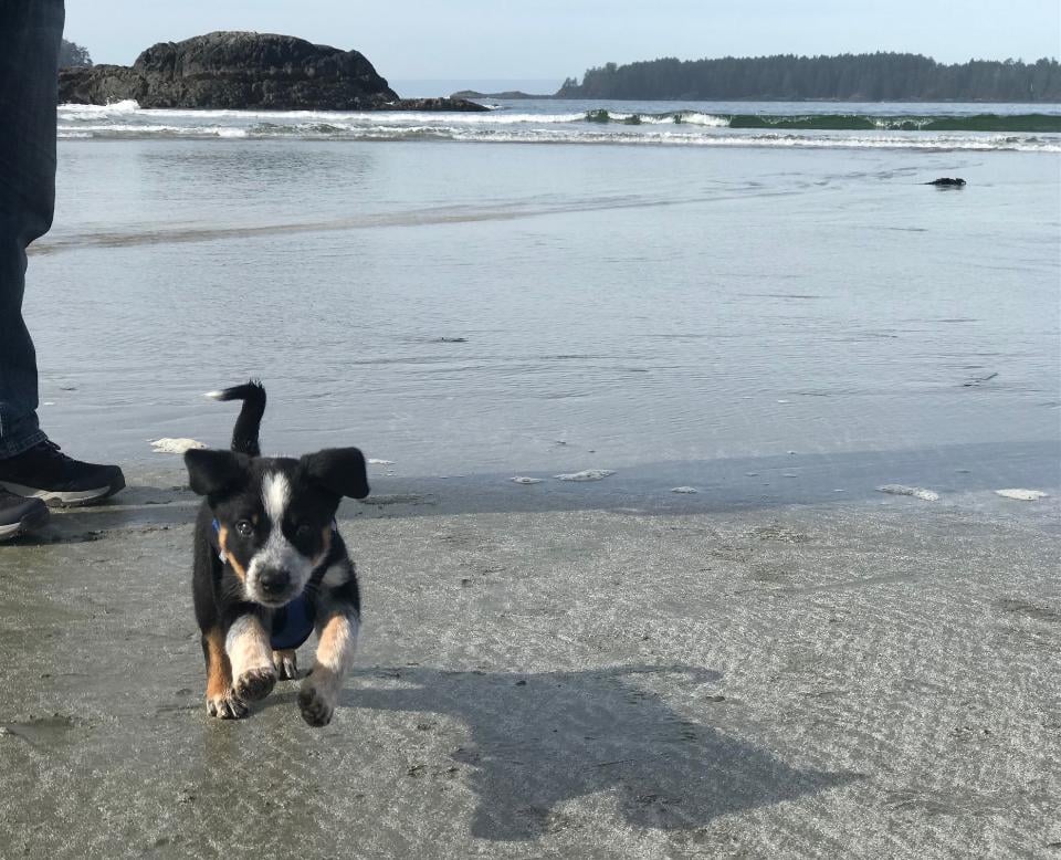 cattle dog fun on the beach