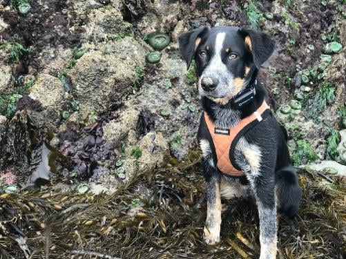 Cattle Dog on beach Seaweed